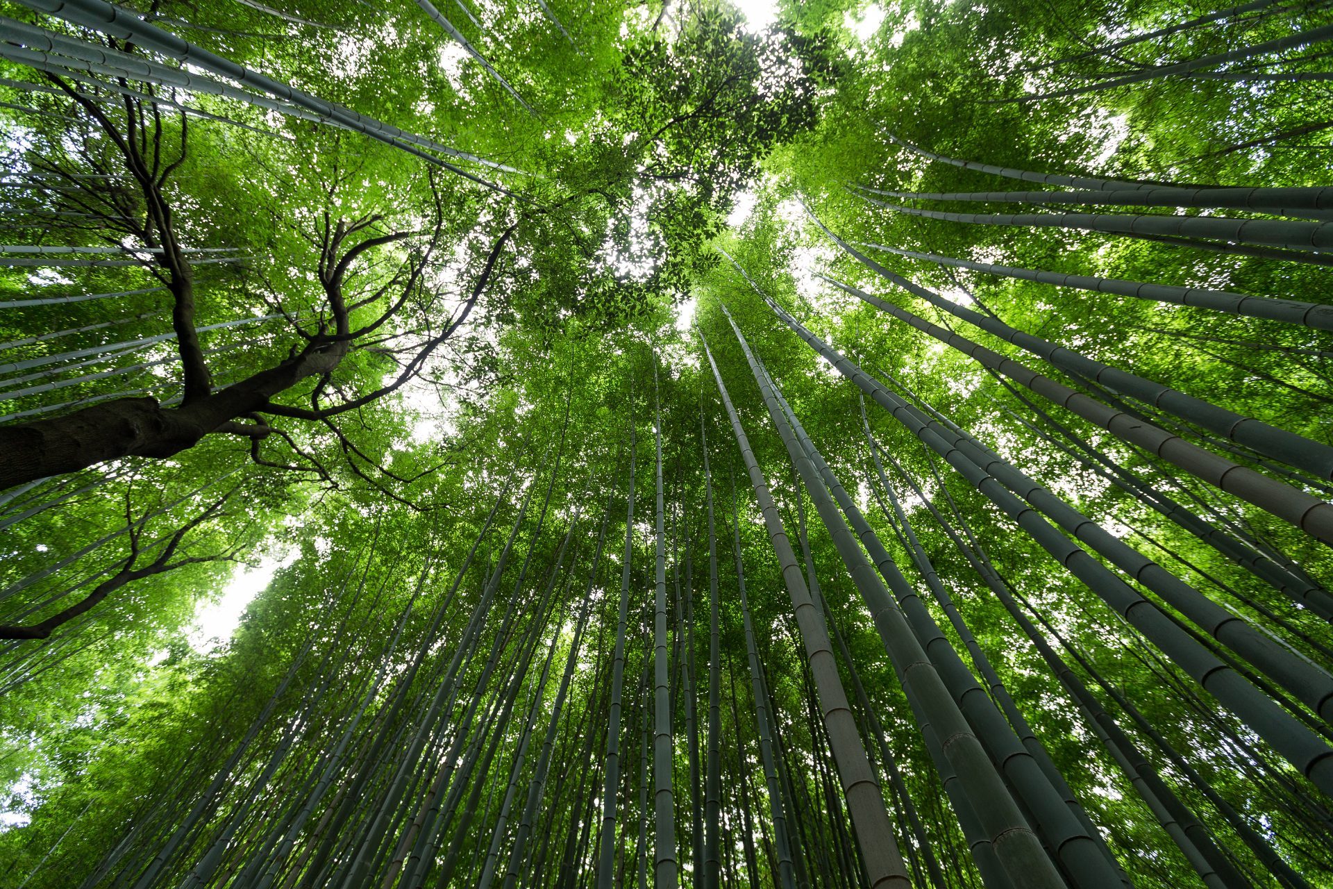 Bamboo grove